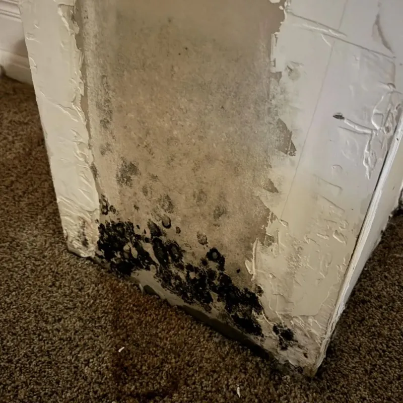 Professional Mold Removal in Shelburn, IN